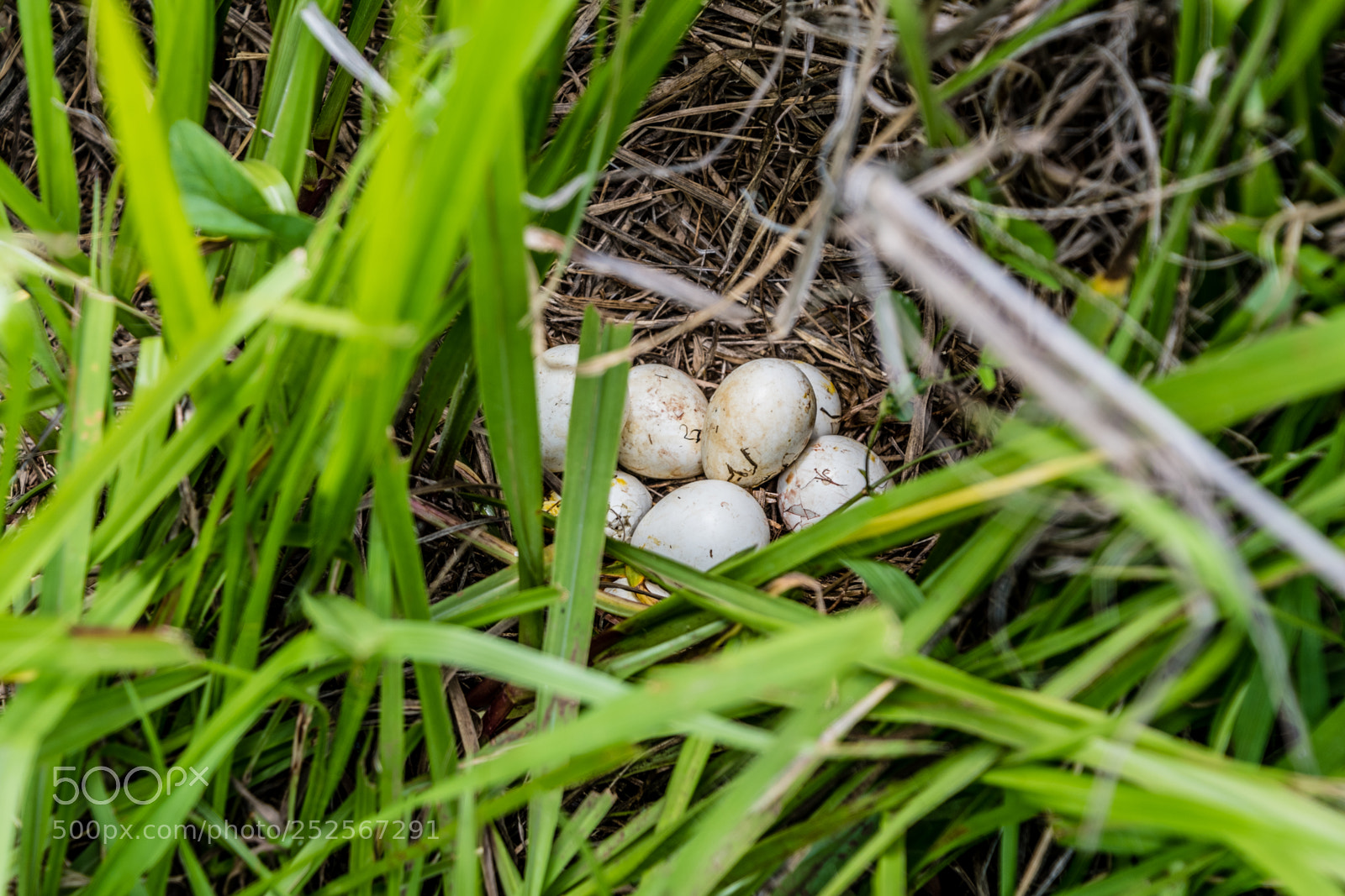 Nikon D7500 sample photo. Wild eggs photography