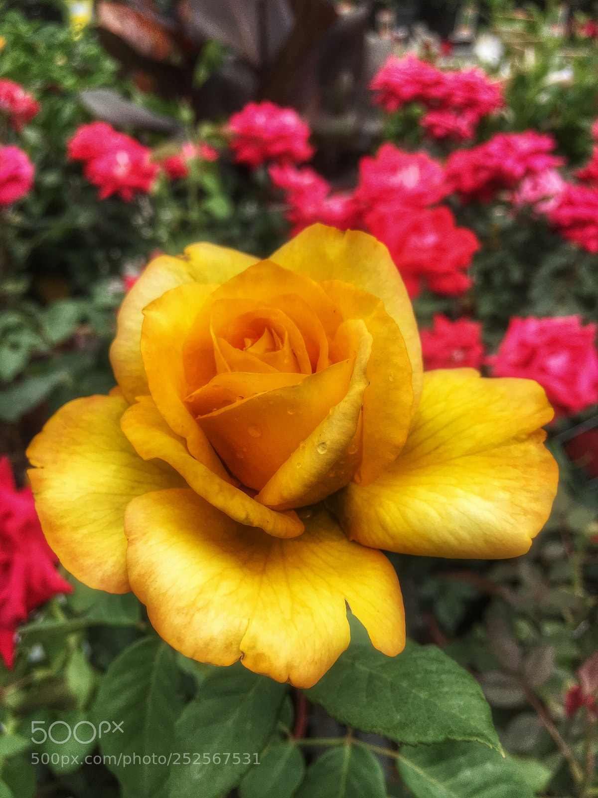 Apple iPhone 6s sample photo. A yellow rose photography