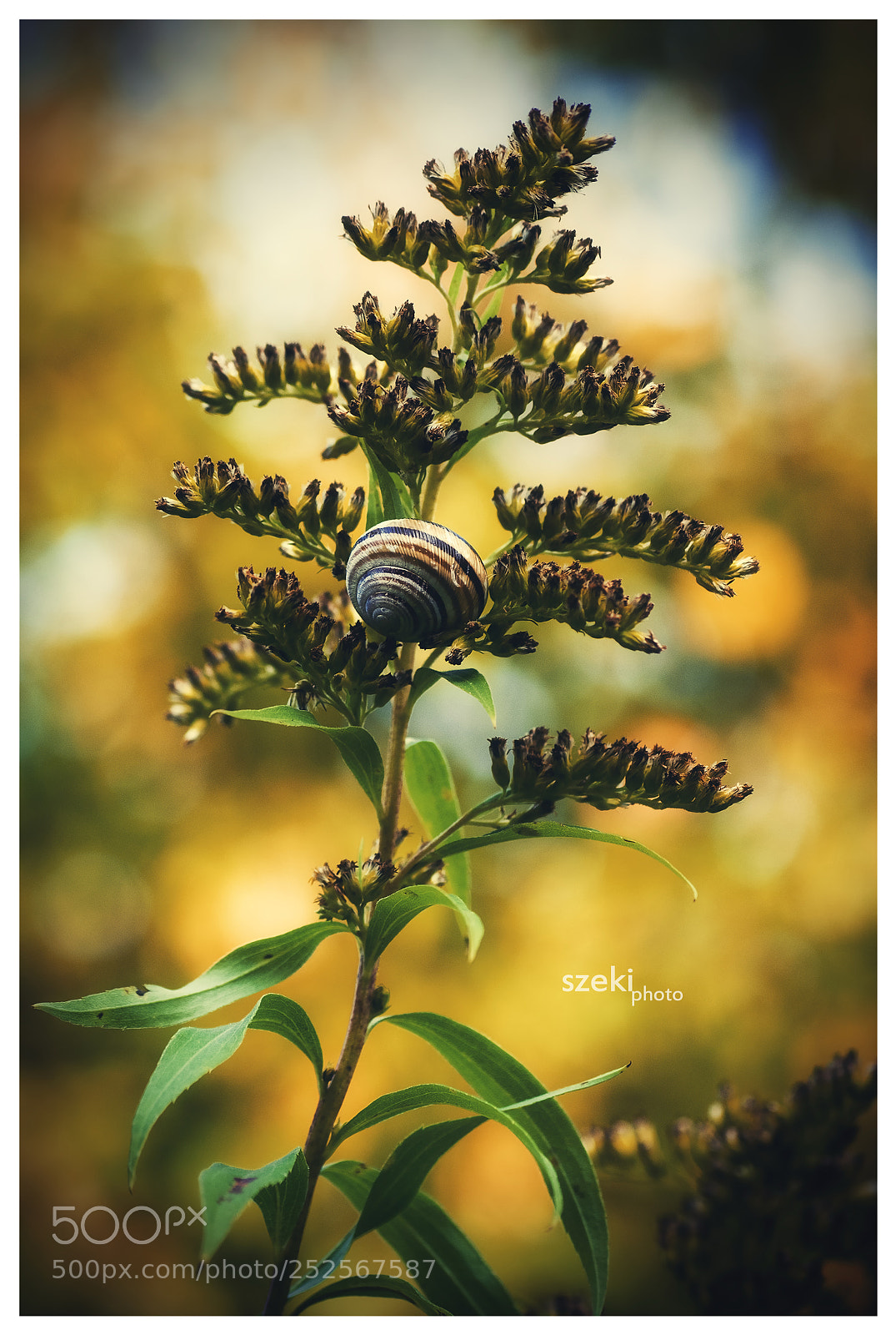 Pentax K-500 sample photo. Home photography
