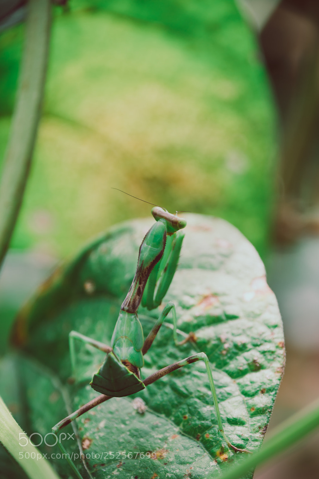 Nikon D7500 sample photo. Green mantis photography