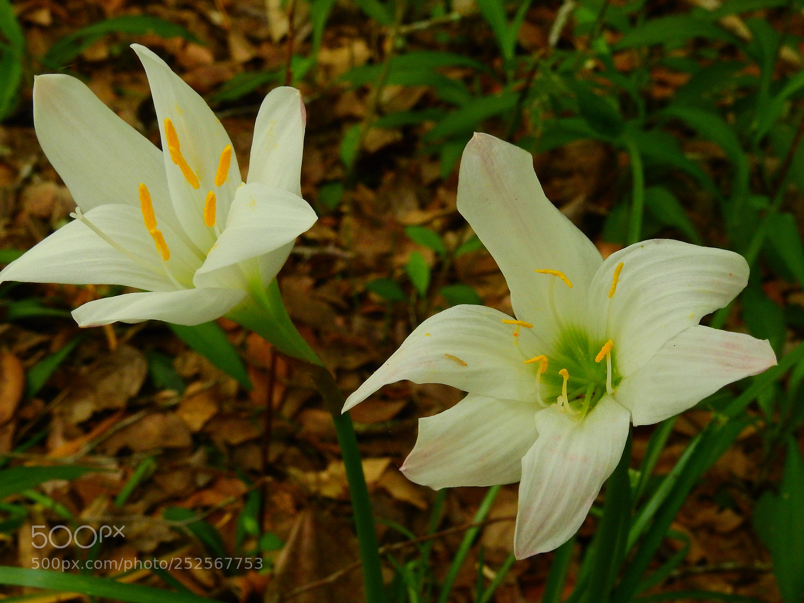 Nikon Coolpix P900 sample photo. Woodland wildflower photography