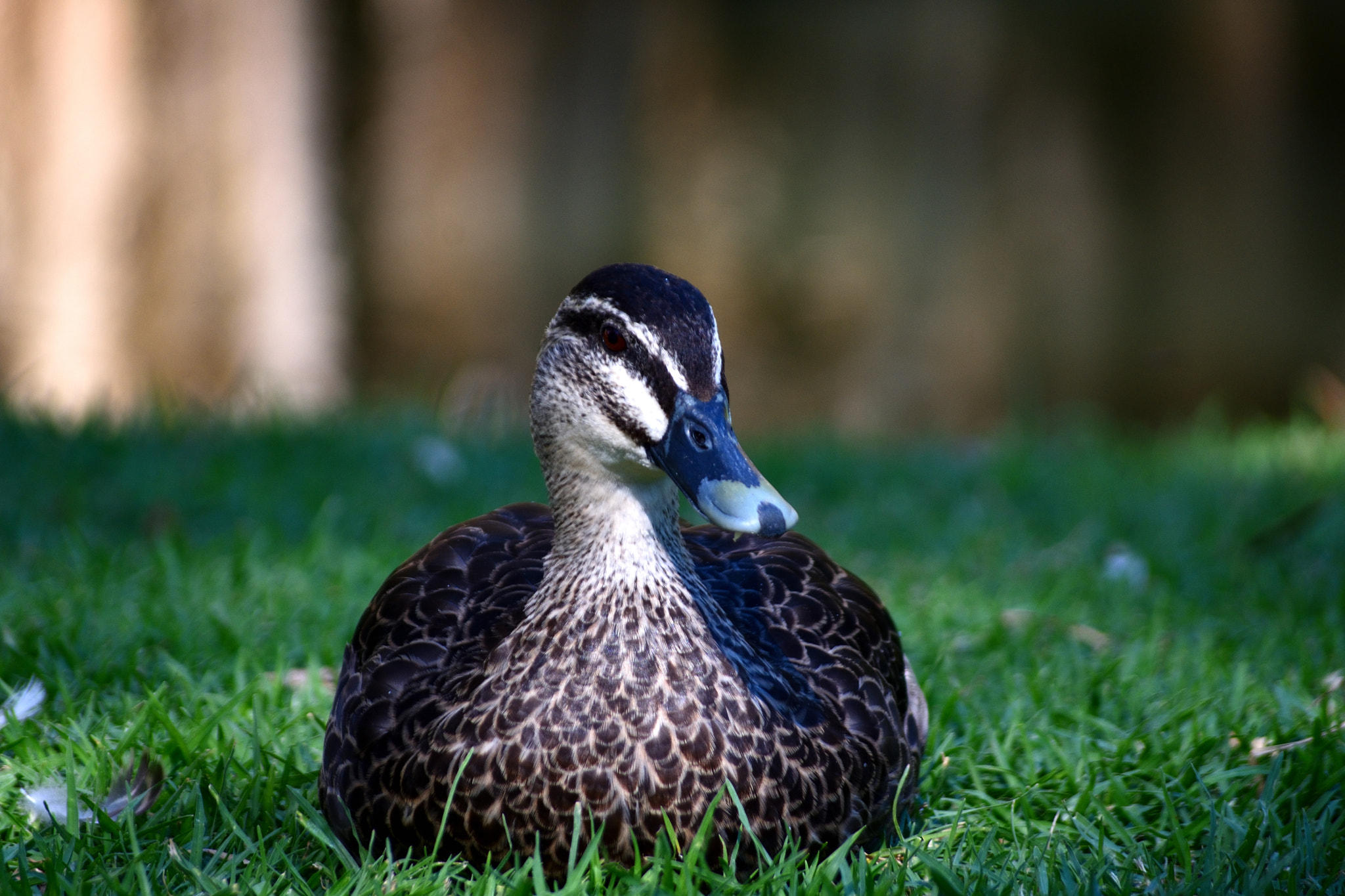 Nikon D7200 sample photo. Clucky photography