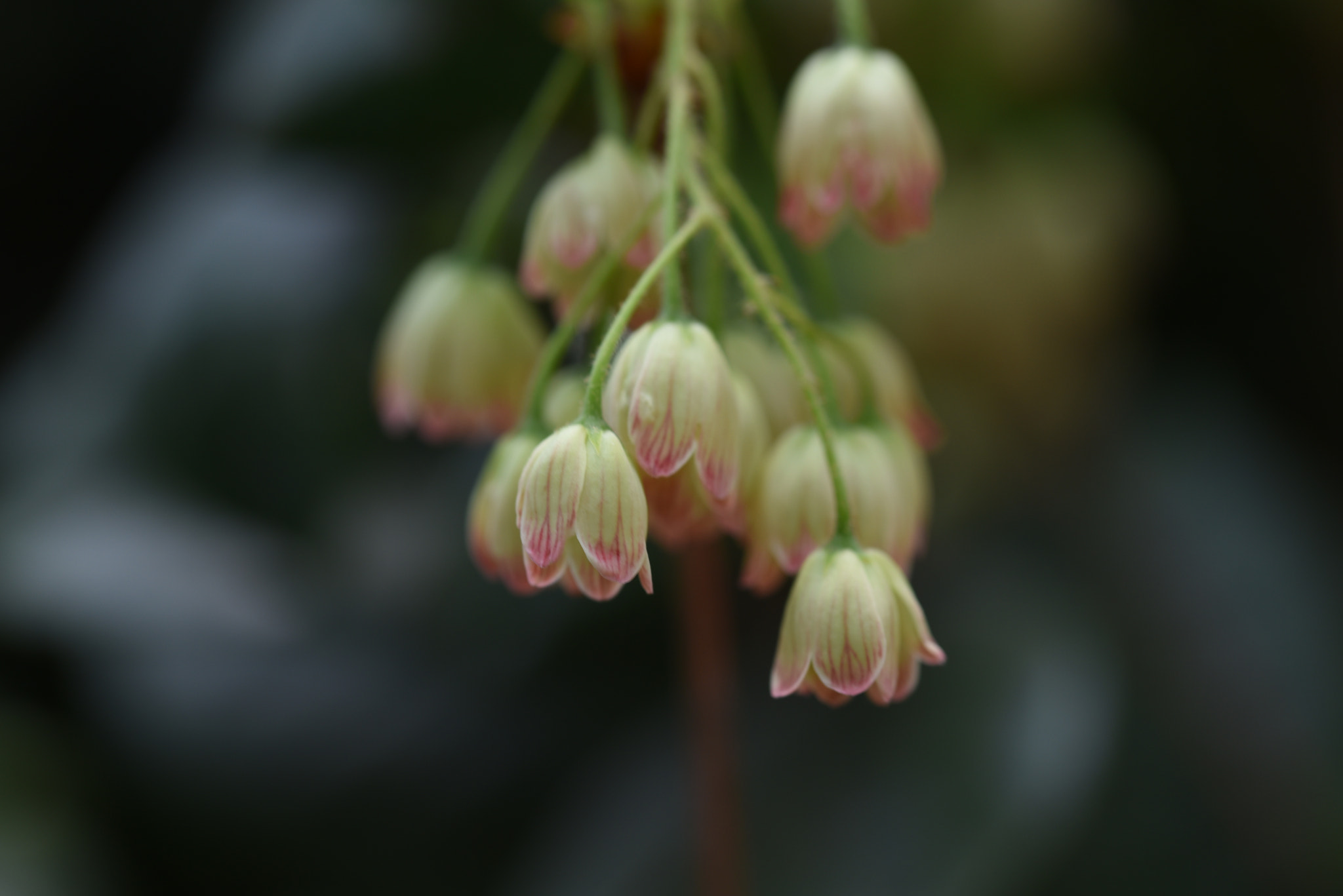 Sigma 105mm F2.8 EX DG OS HSM sample photo. E. chinensis franch photography