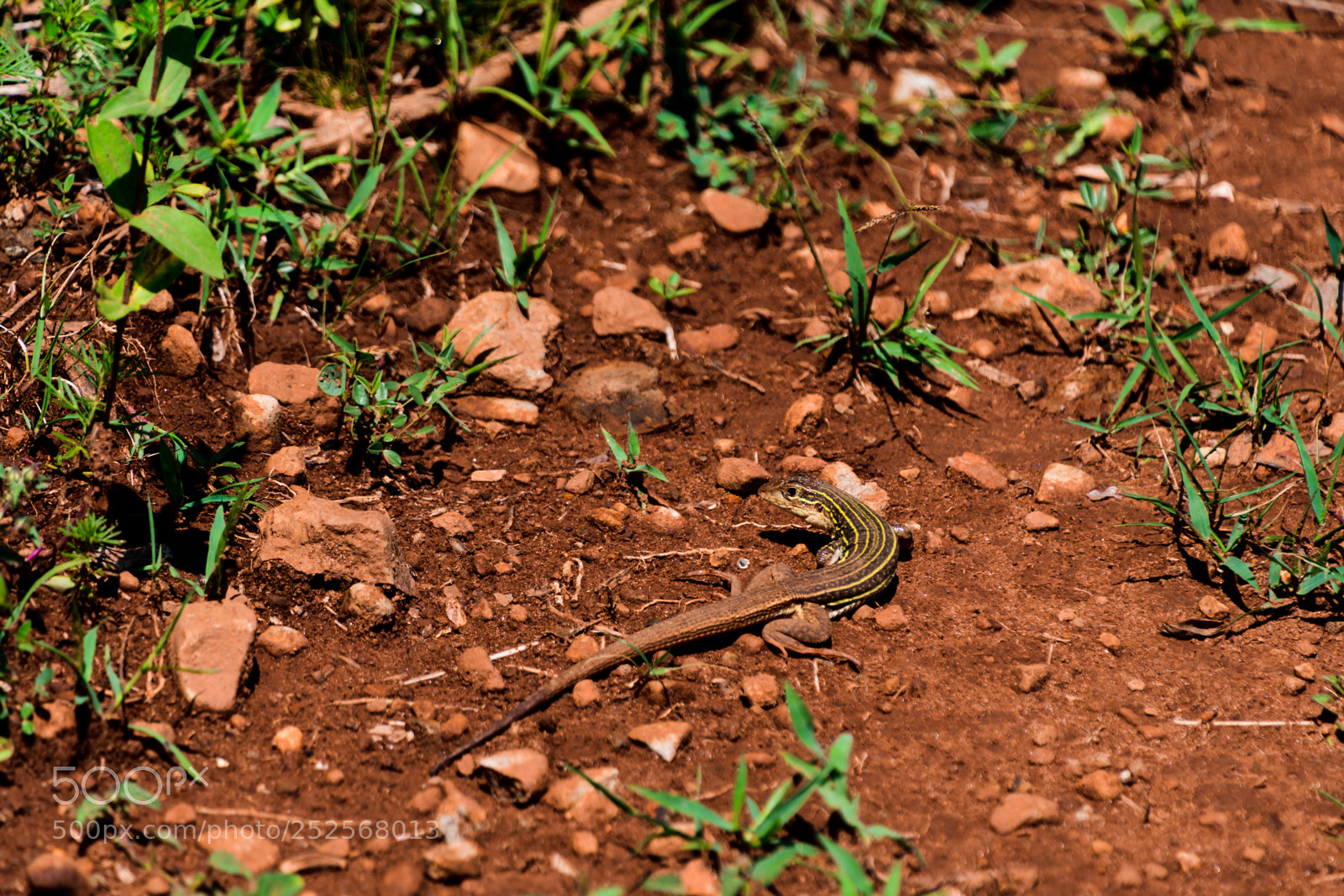 Nikon D7500 sample photo. Yellow stripped skink photography