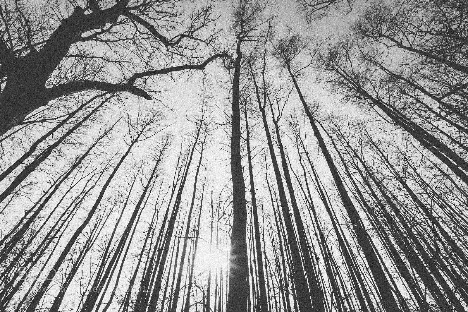 Fujifilm X-H1 sample photo. The trees photography