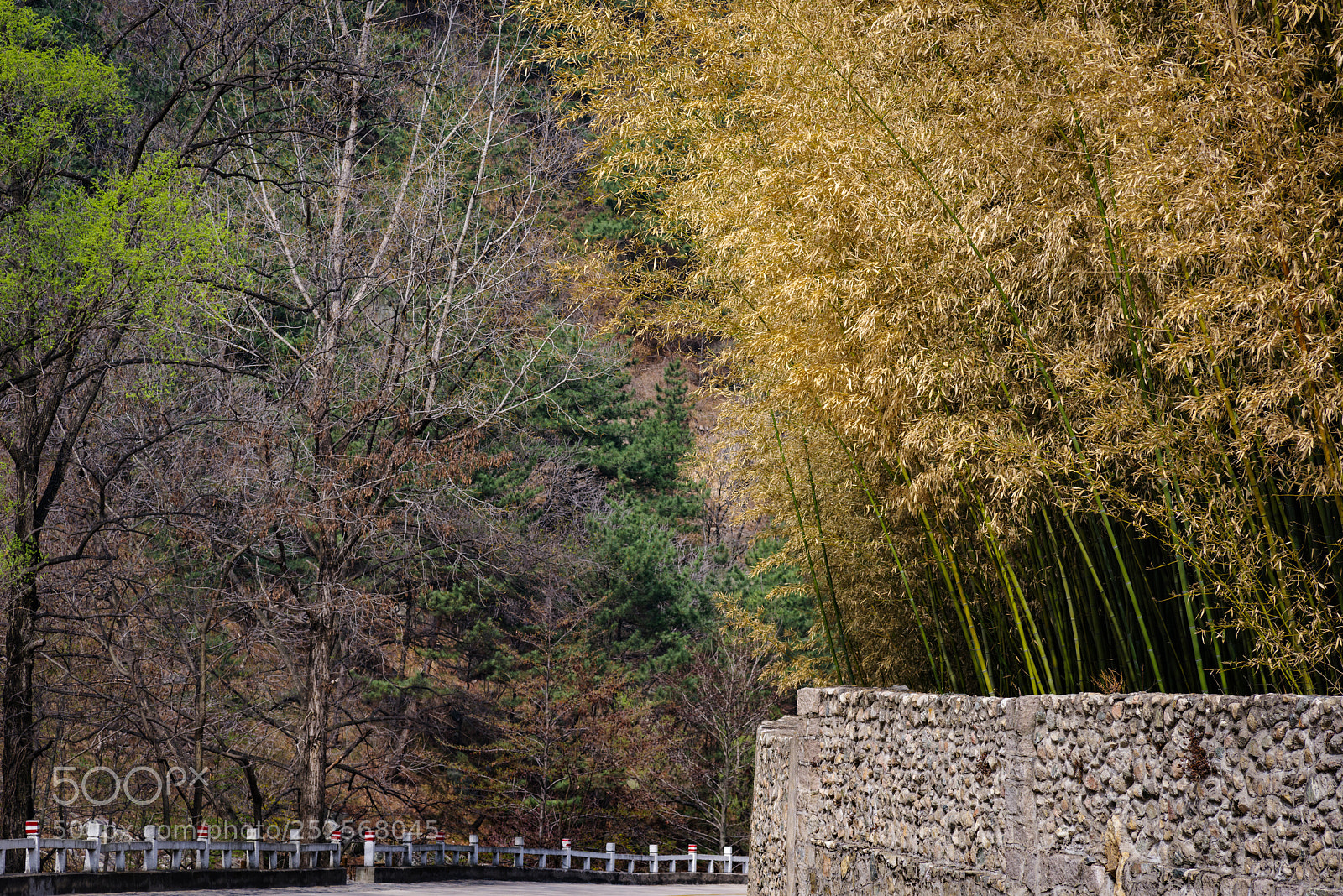 Pentax K-1 sample photo. Bamboo forest on the photography