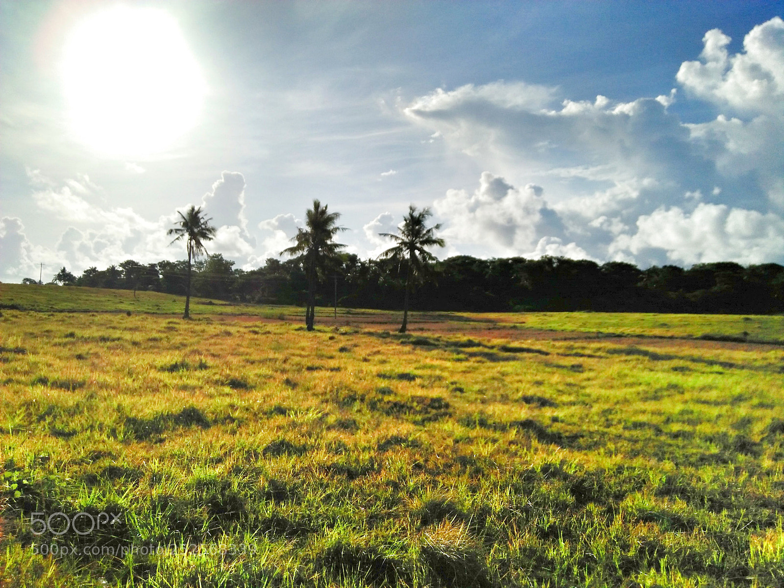 OPPO A37fw-International sample photo. Morning walk. photography