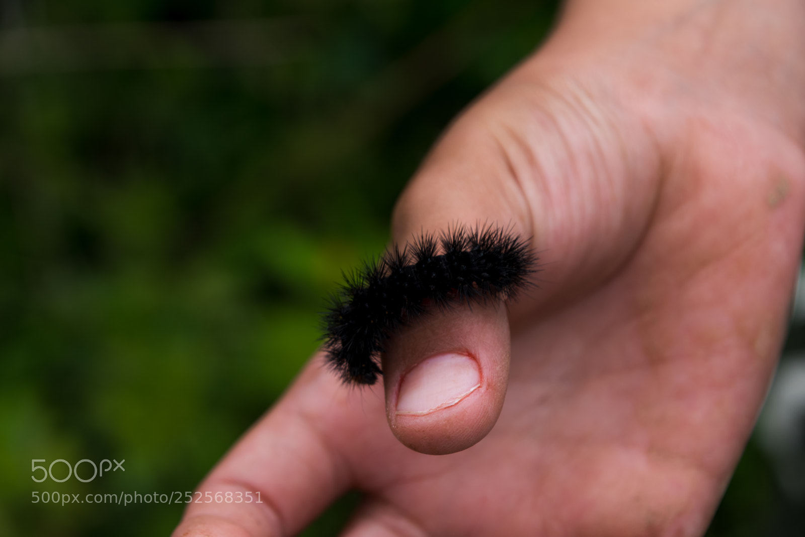 Nikon D7500 sample photo. Caterpillar photography