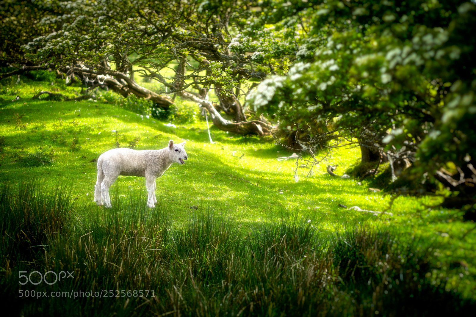 Sony a6000 sample photo. Ewe photography
