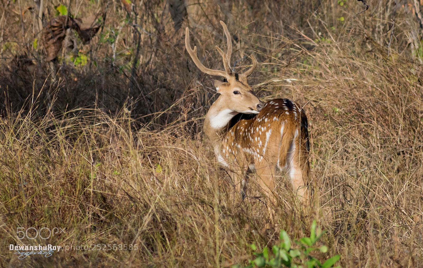 Nikon D3300 sample photo. Dewanshuroy 9 photography