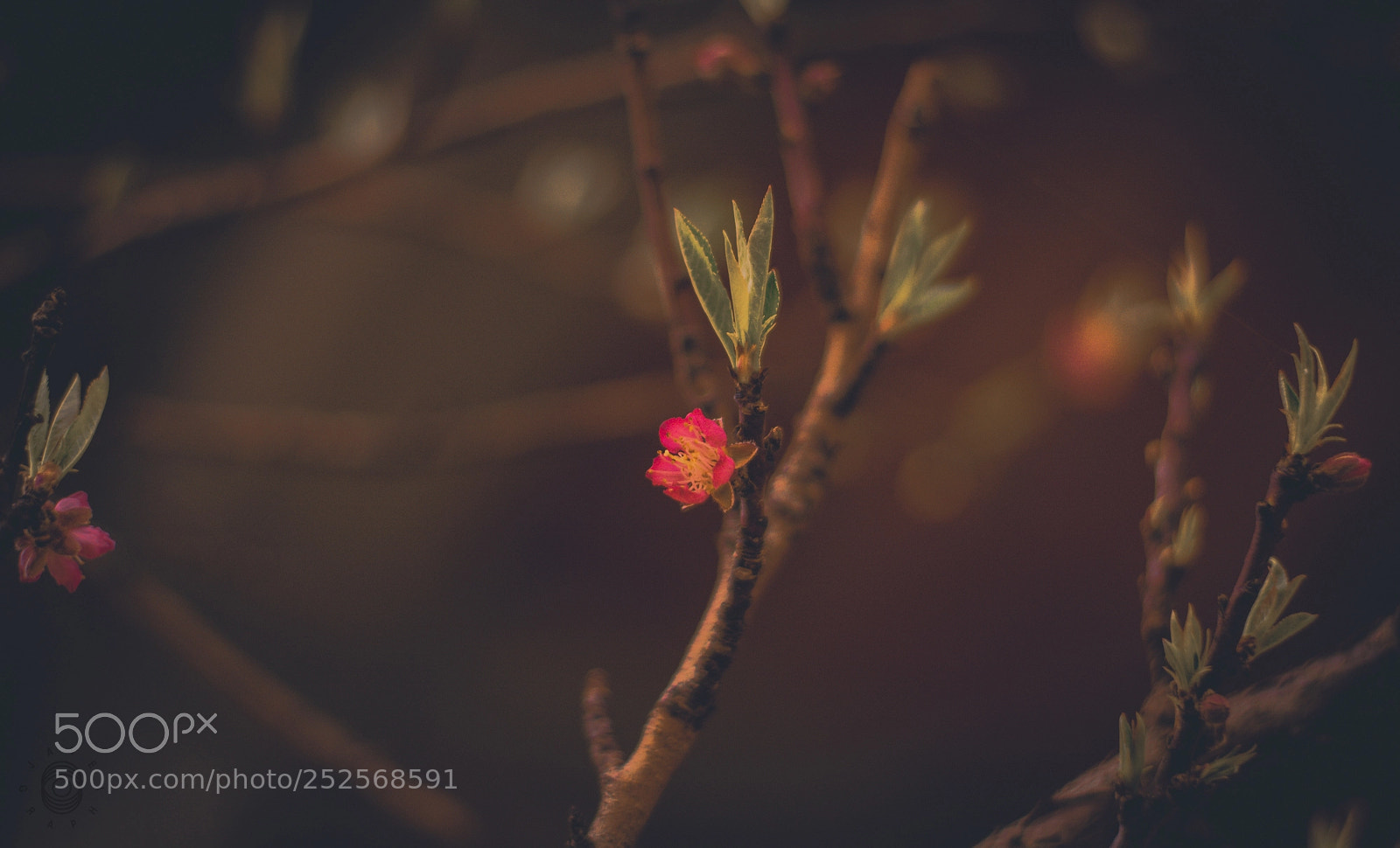 Nikon D5200 sample photo. Garden photography