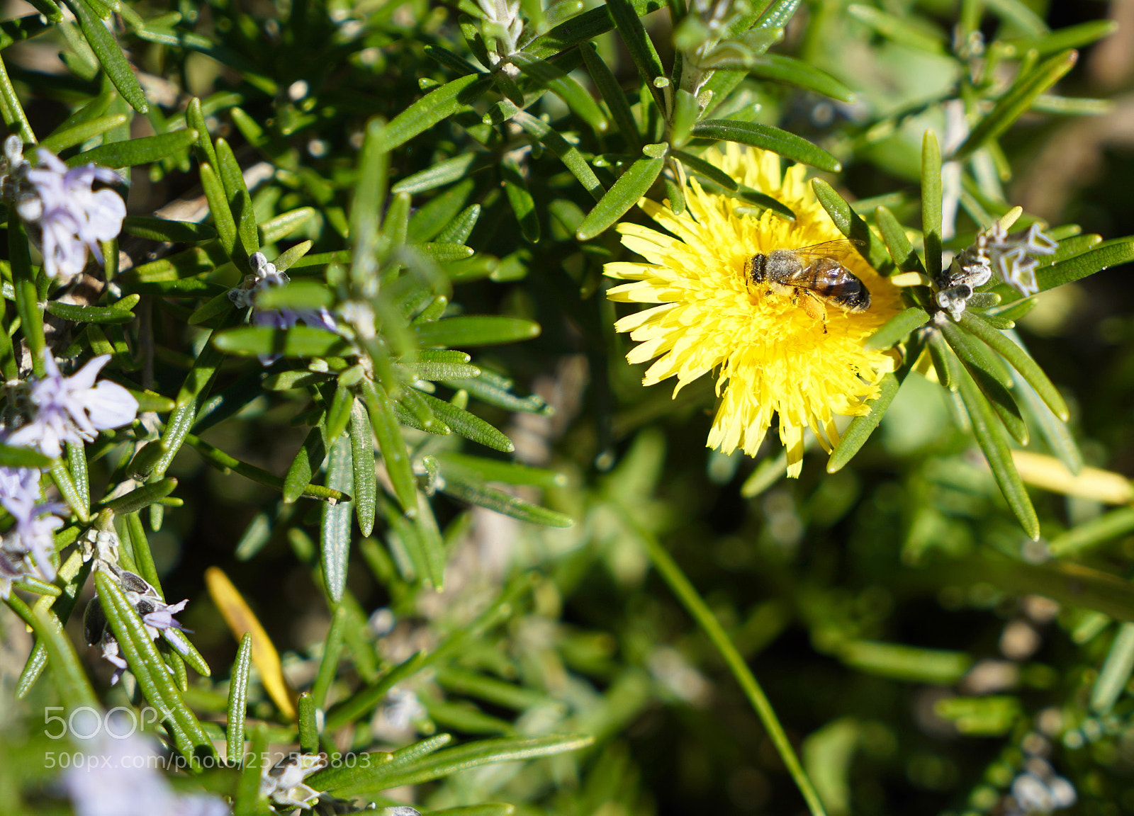 Sony a7R II sample photo. Bee on dandelion flower photography