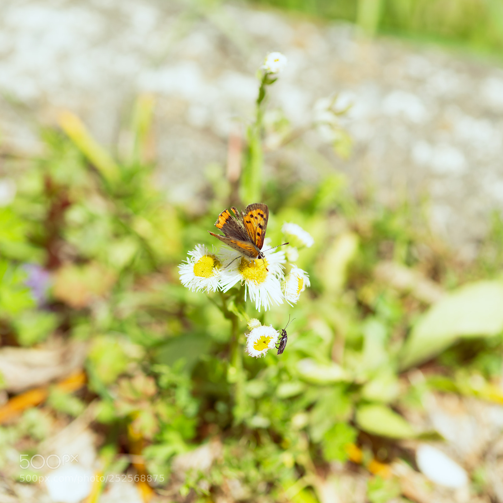 Pentax K-1 sample photo. Friends photography