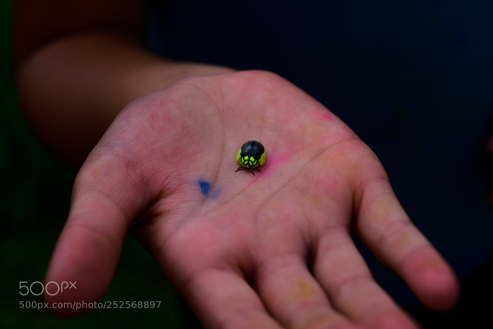 Nikon D7500 sample photo. Green beetle photography