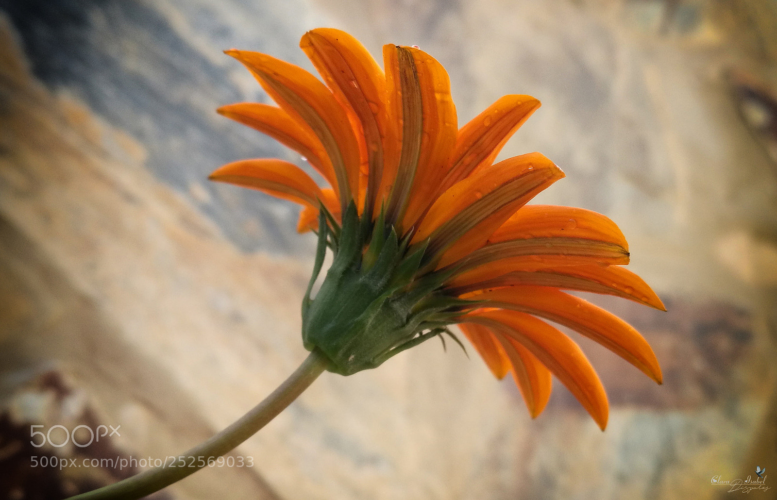 HUAWEI P9 Plus sample photo. Caricias al viento! photography
