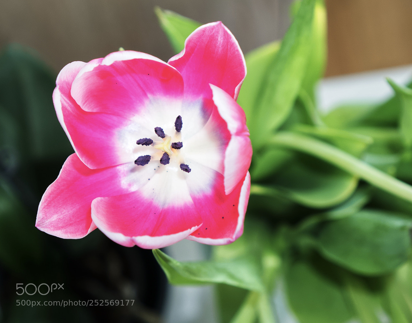 Sony a6000 sample photo. Full bloom  photography