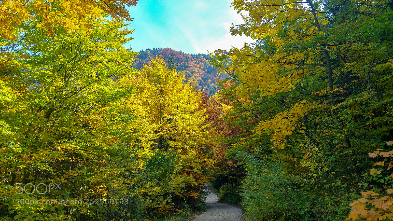 LG G4 sample photo. Autumn road photography