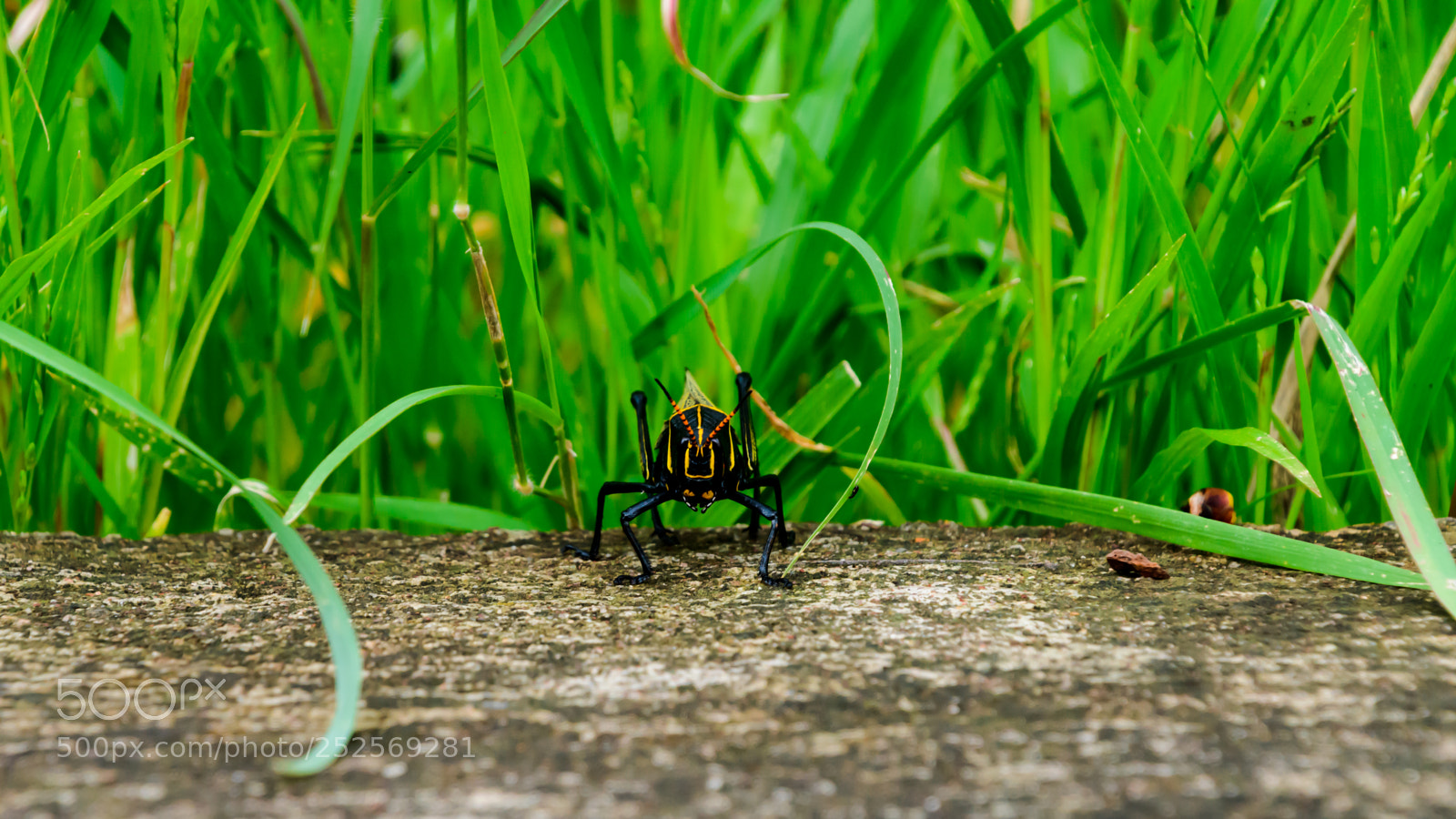 Nikon D7500 sample photo. Grasshopper photography