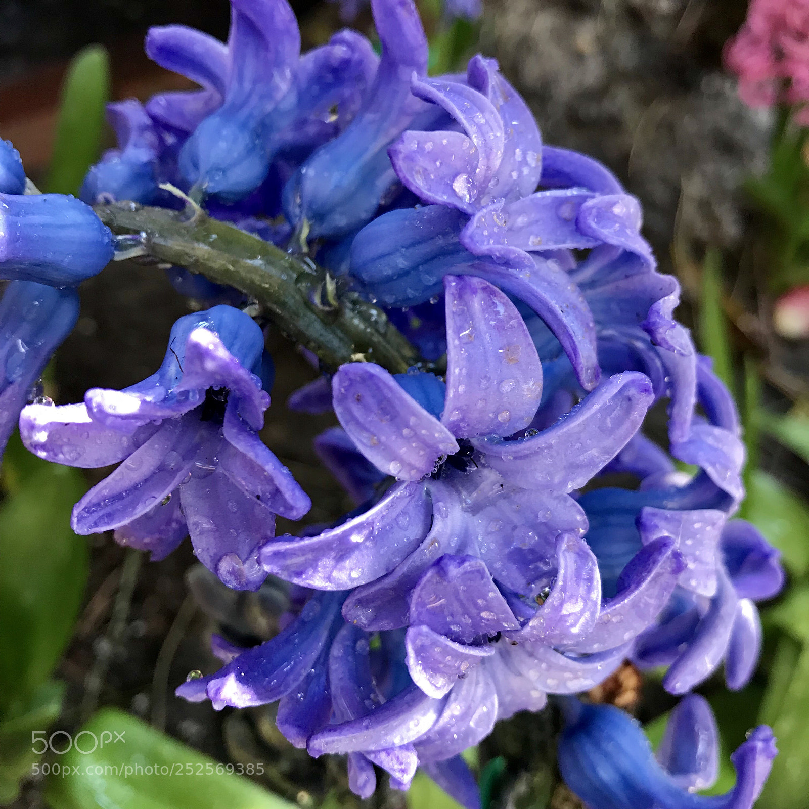 Apple iPhone 7 sample photo. Flowers  photography