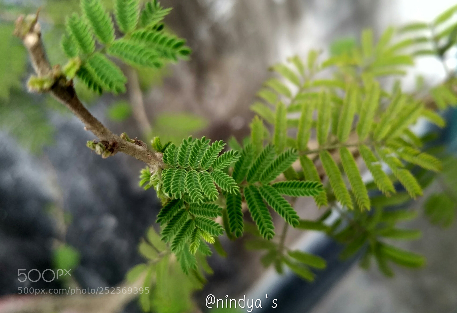 Xiaomi Redmi 3S sample photo. Twigs! photography