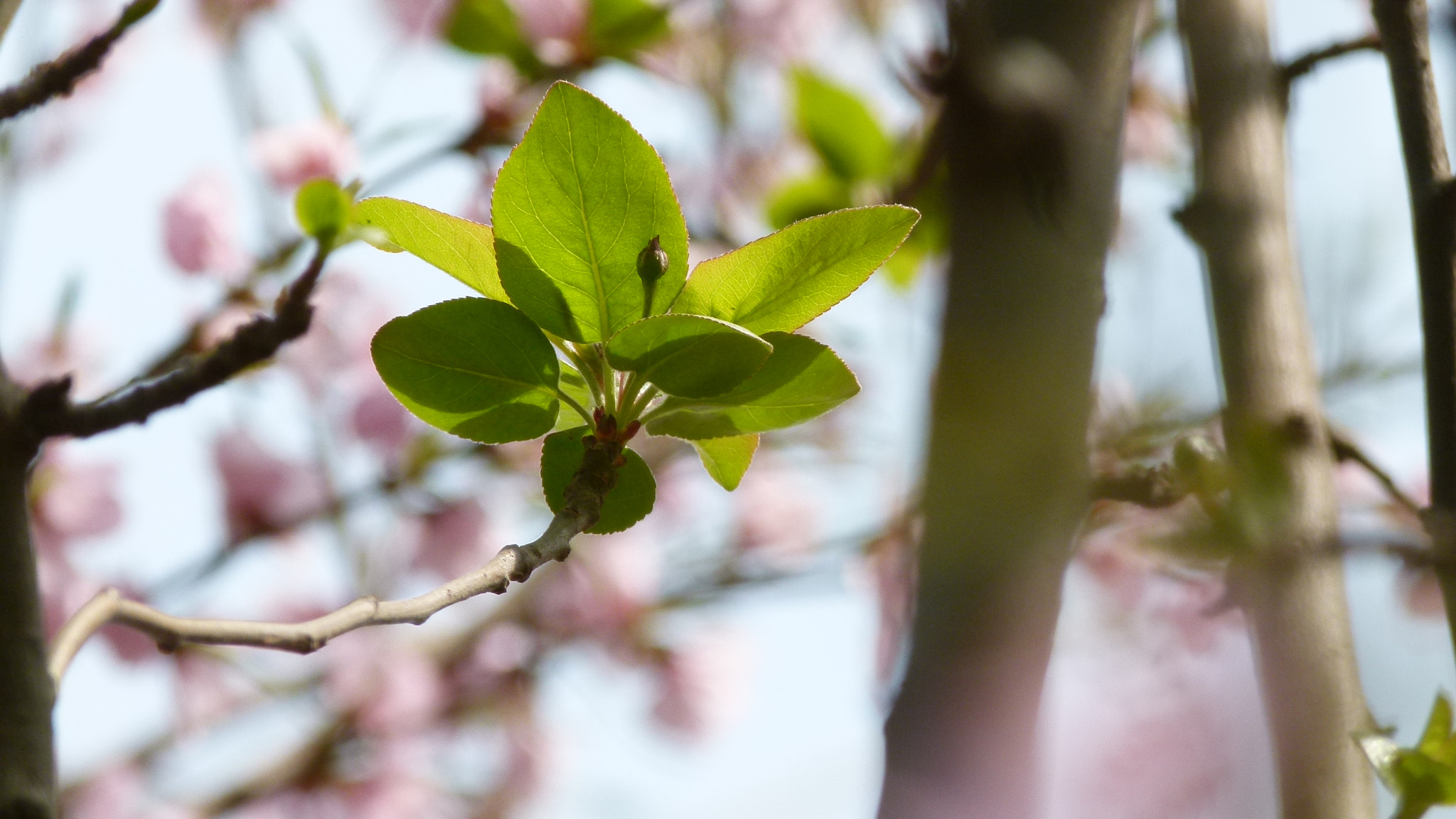 Leica V-Lux 2 sample photo