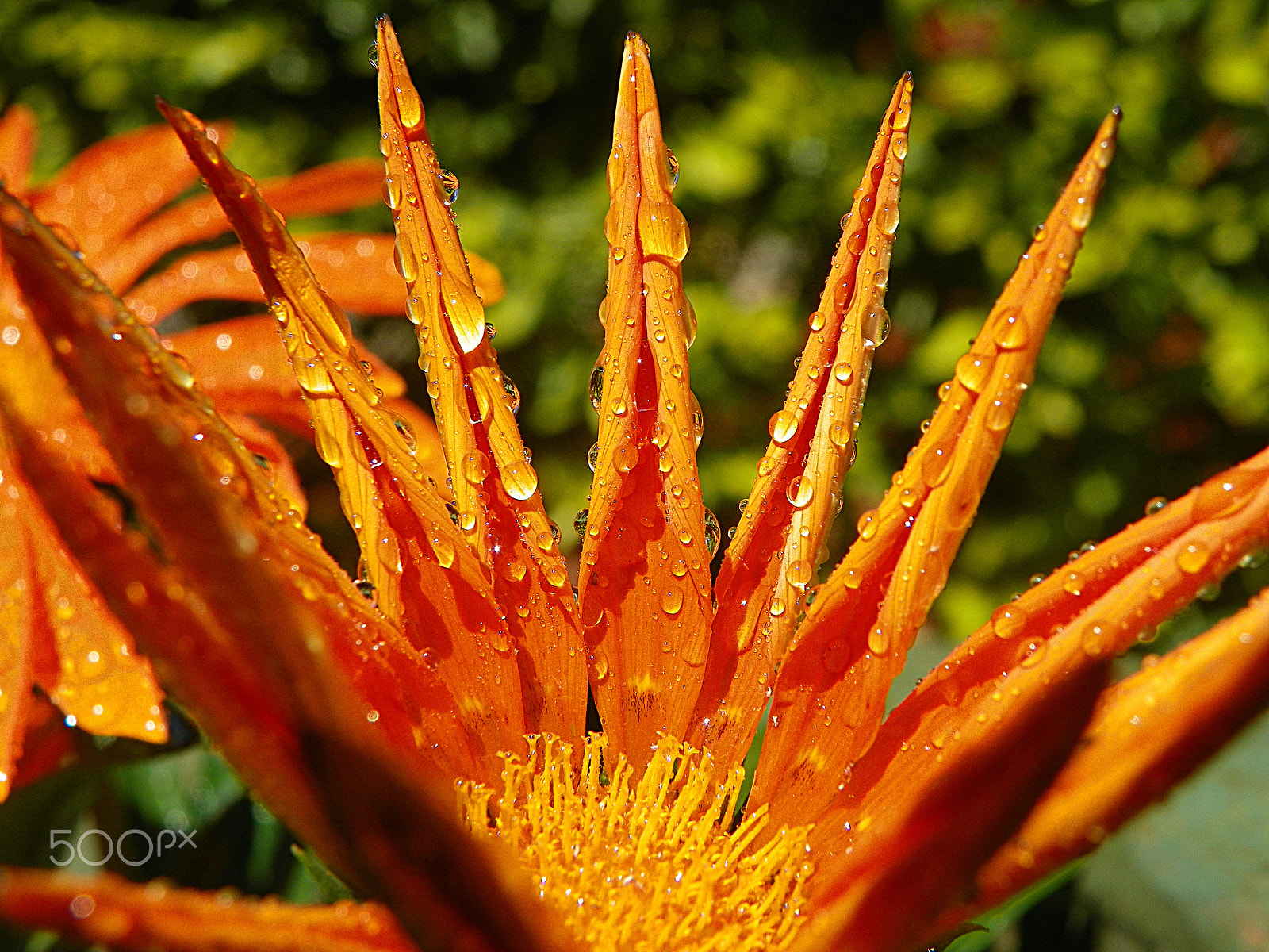 Kodak EasyShare Z981 sample photo. Orange after the rain photography