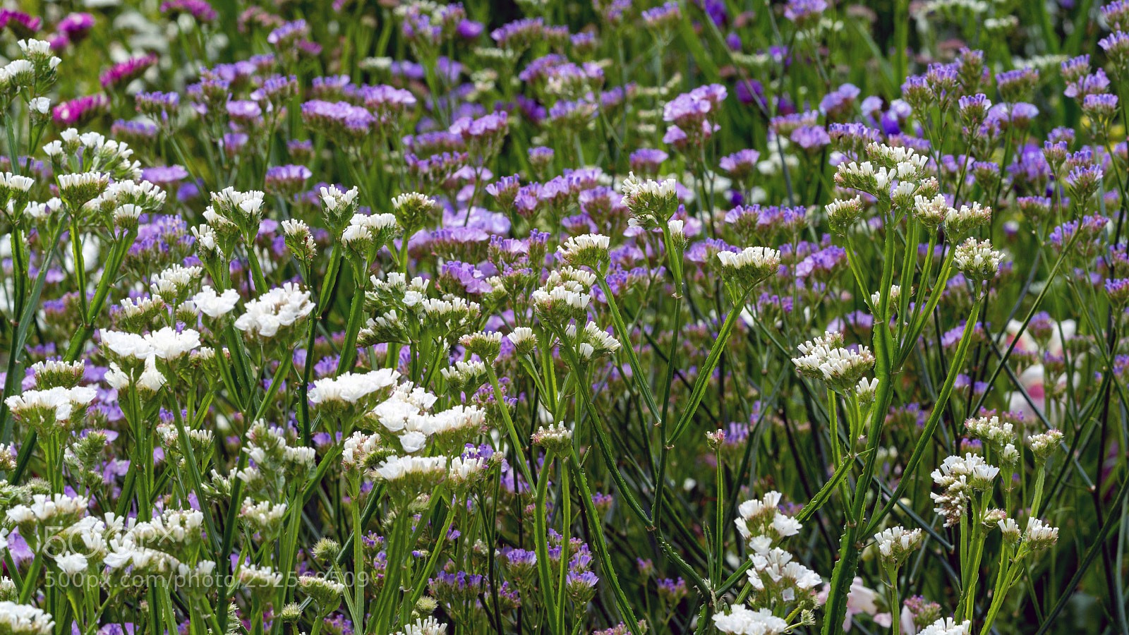Sony a9 sample photo. Wildflowers photography