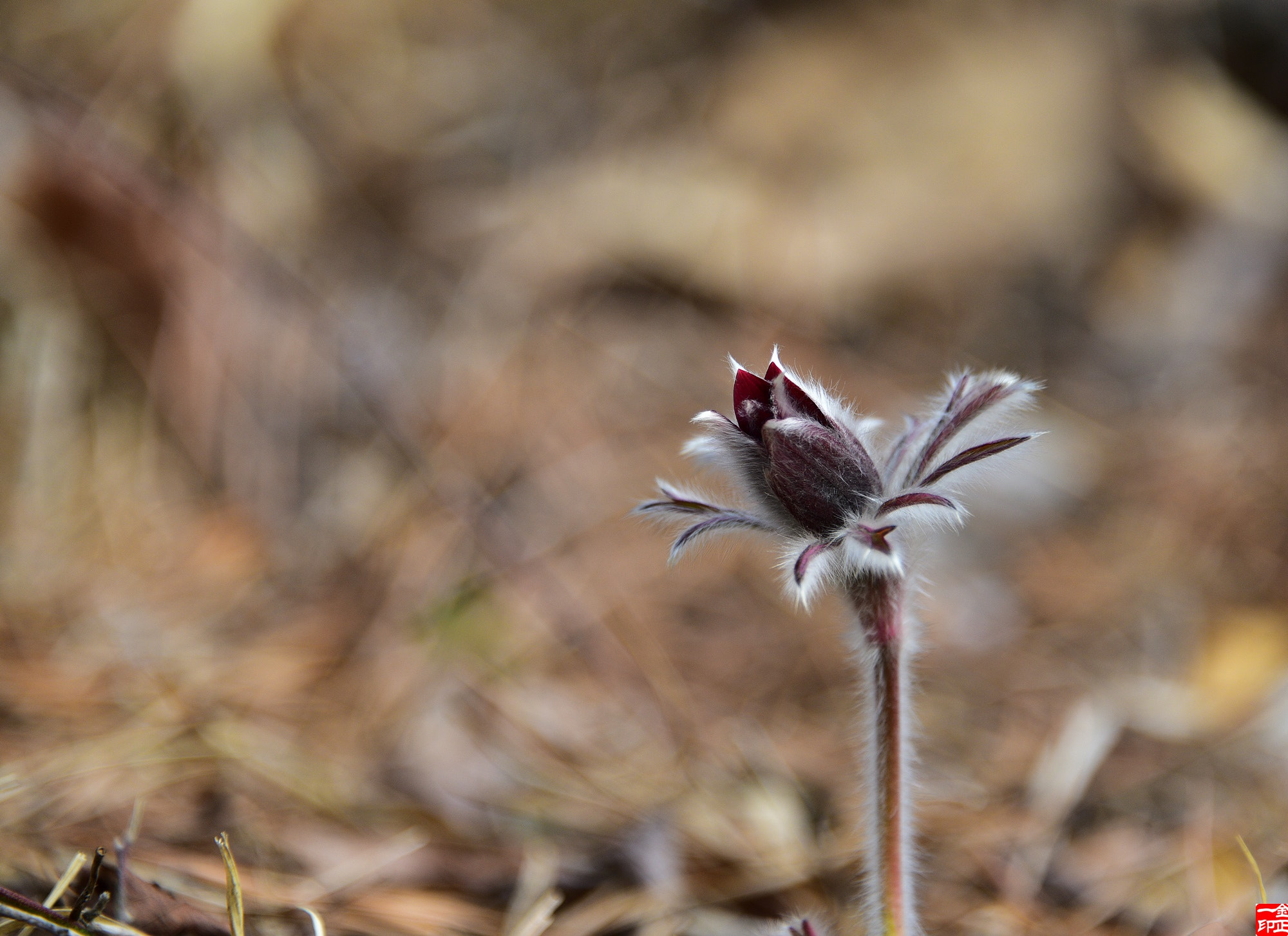 Nikon D810 sample photo. Spring fiower photography