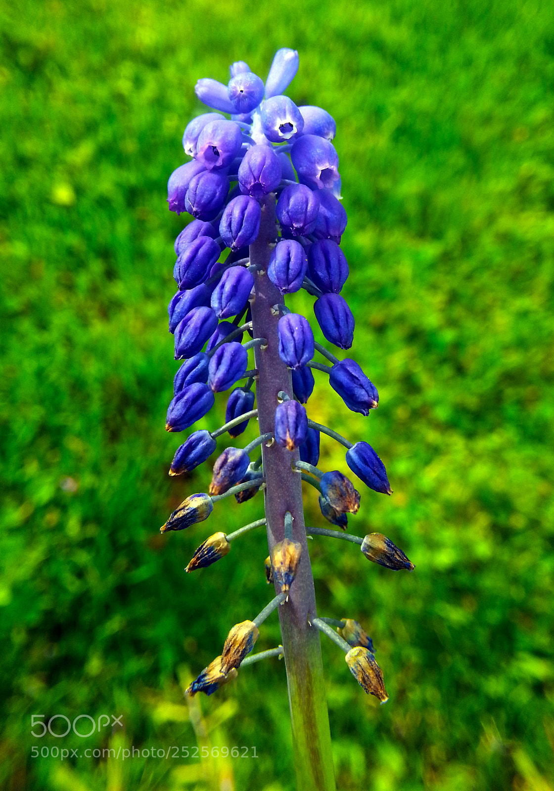 Samsung Galaxy Note2 sample photo. Flower photography