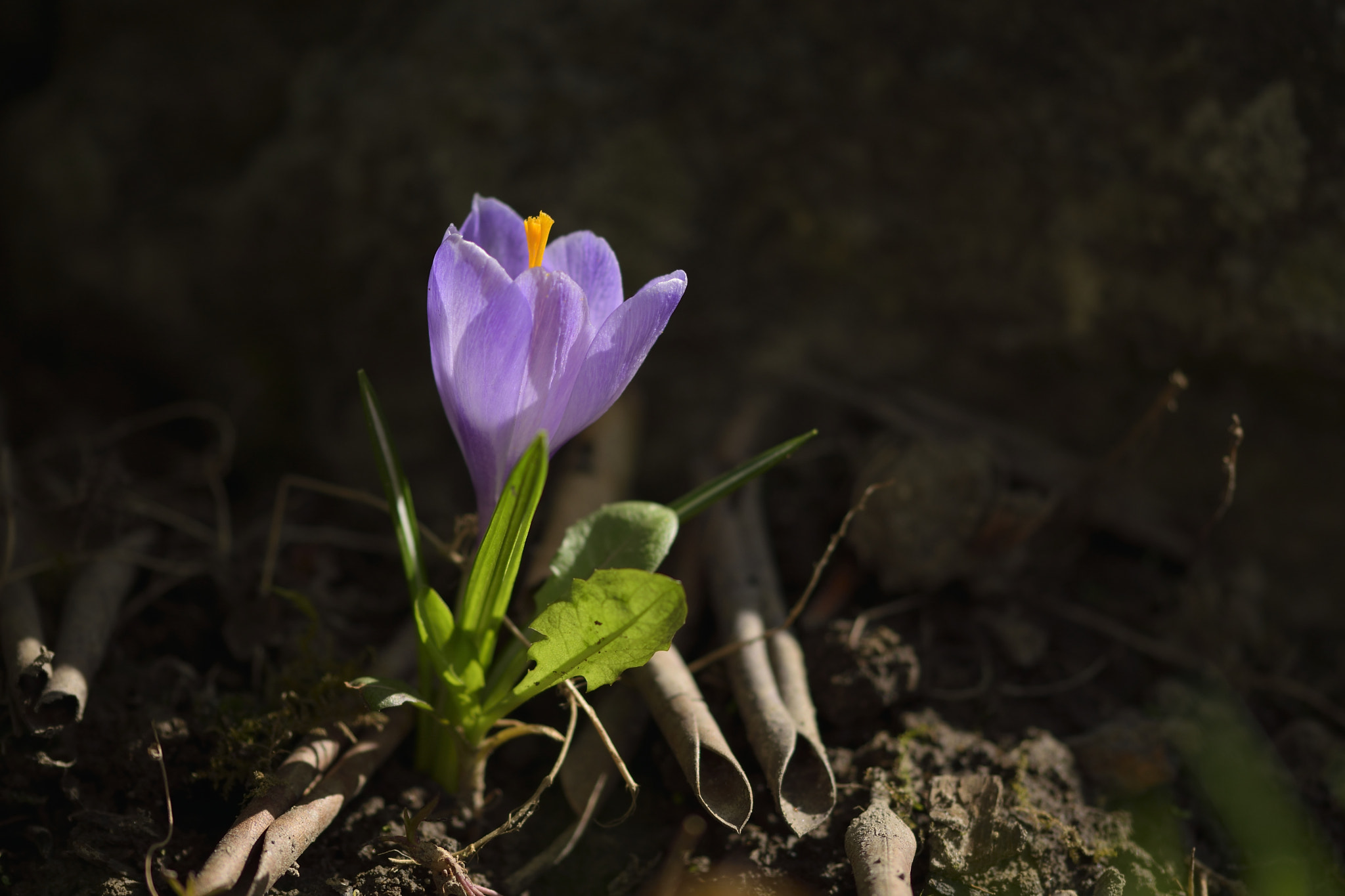 Nikon D3300 + Sigma 105mm F2.8 EX DG OS HSM sample photo. Alone crocus photography