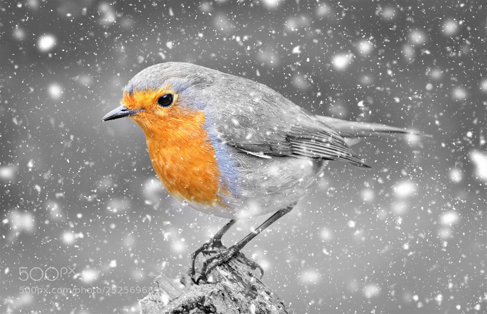 Fujifilm X-T20 sample photo. "winter robin". photography