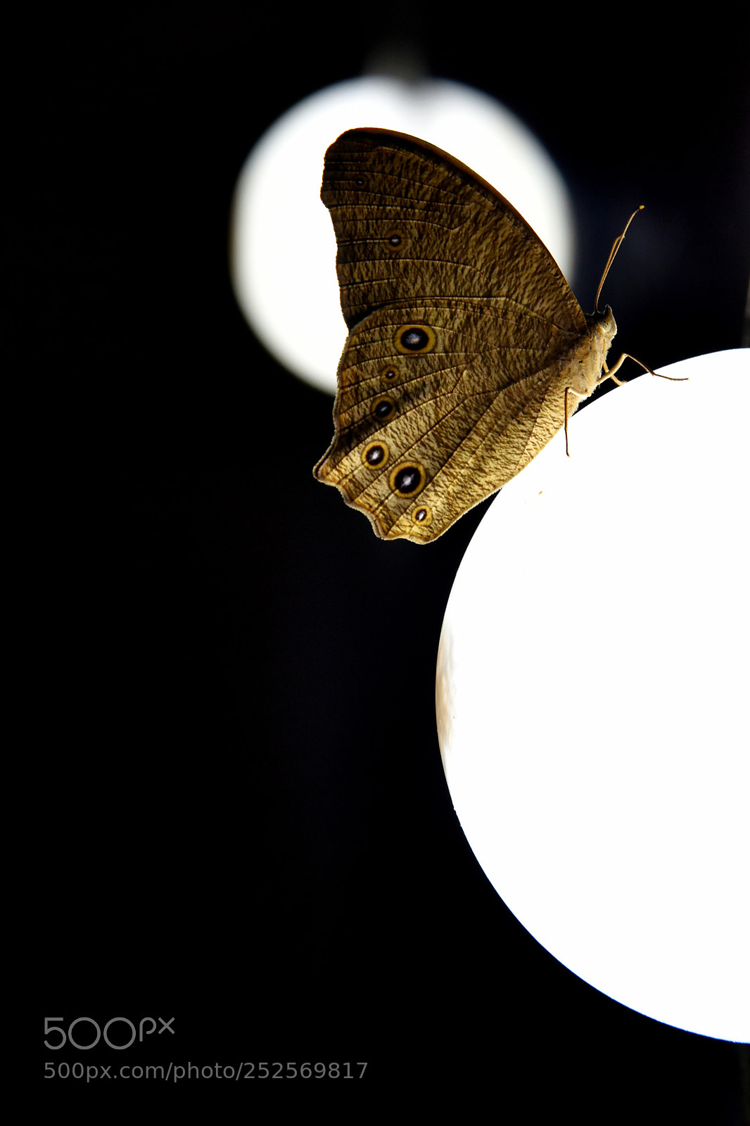 Nikon D810 sample photo. Ash photography