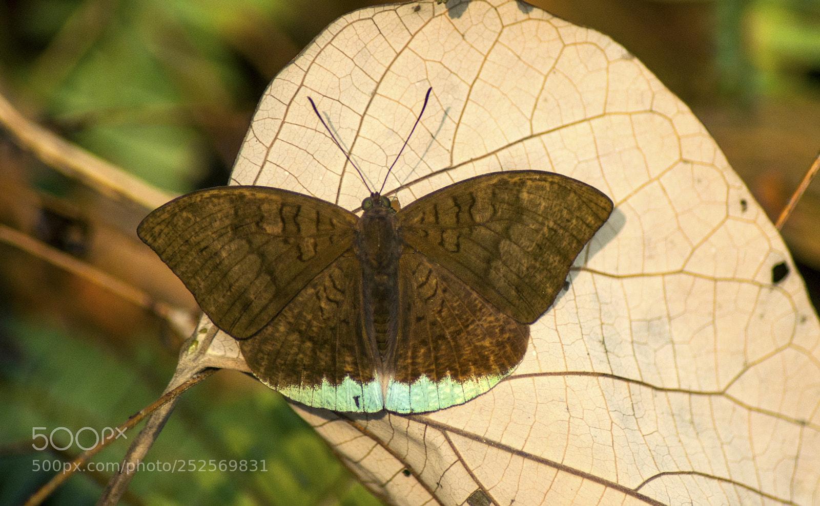 Nikon D90 sample photo. Tanaecia julii (male) photography