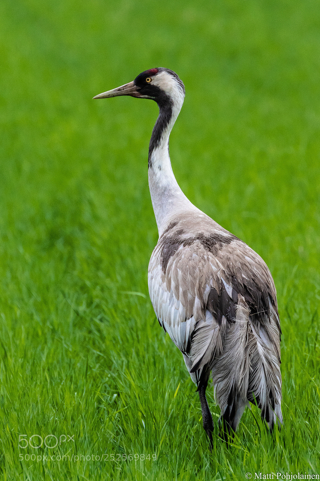 Canon EOS 7D Mark II sample photo. Common crane photography
