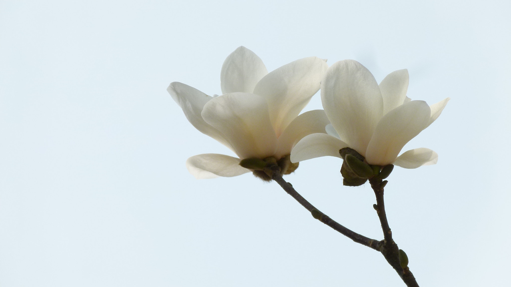Leica V-Lux 2 sample photo