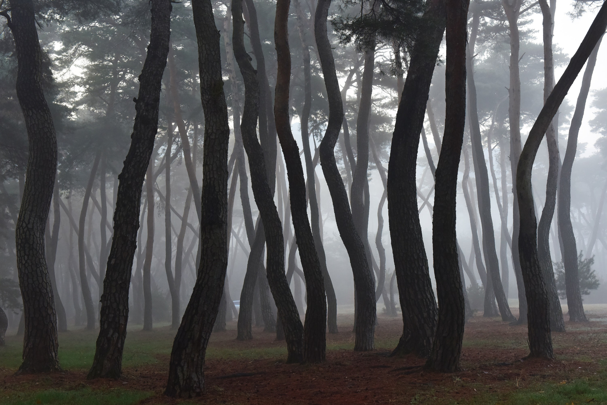 Nikon AF-S Nikkor 24-70mm F2.8G ED sample photo. Fog and  pine photography