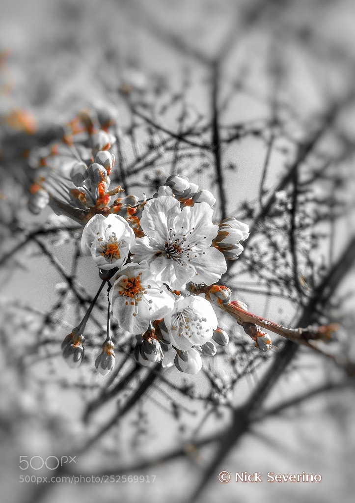 HUAWEI P9 LITE sample photo. Cherry blossoms photography