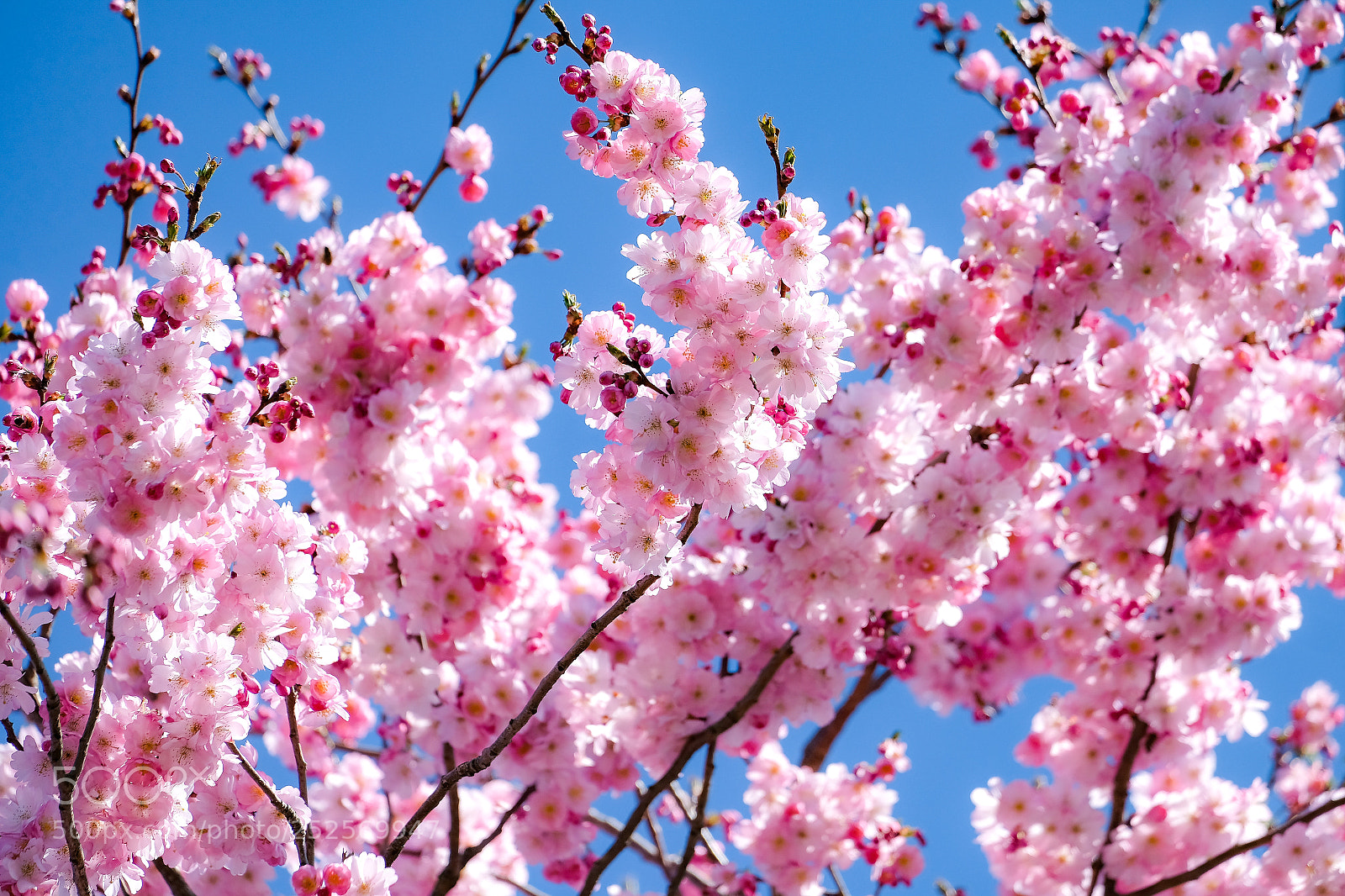 Fujifilm X-E3 sample photo. Spring is here ! photography