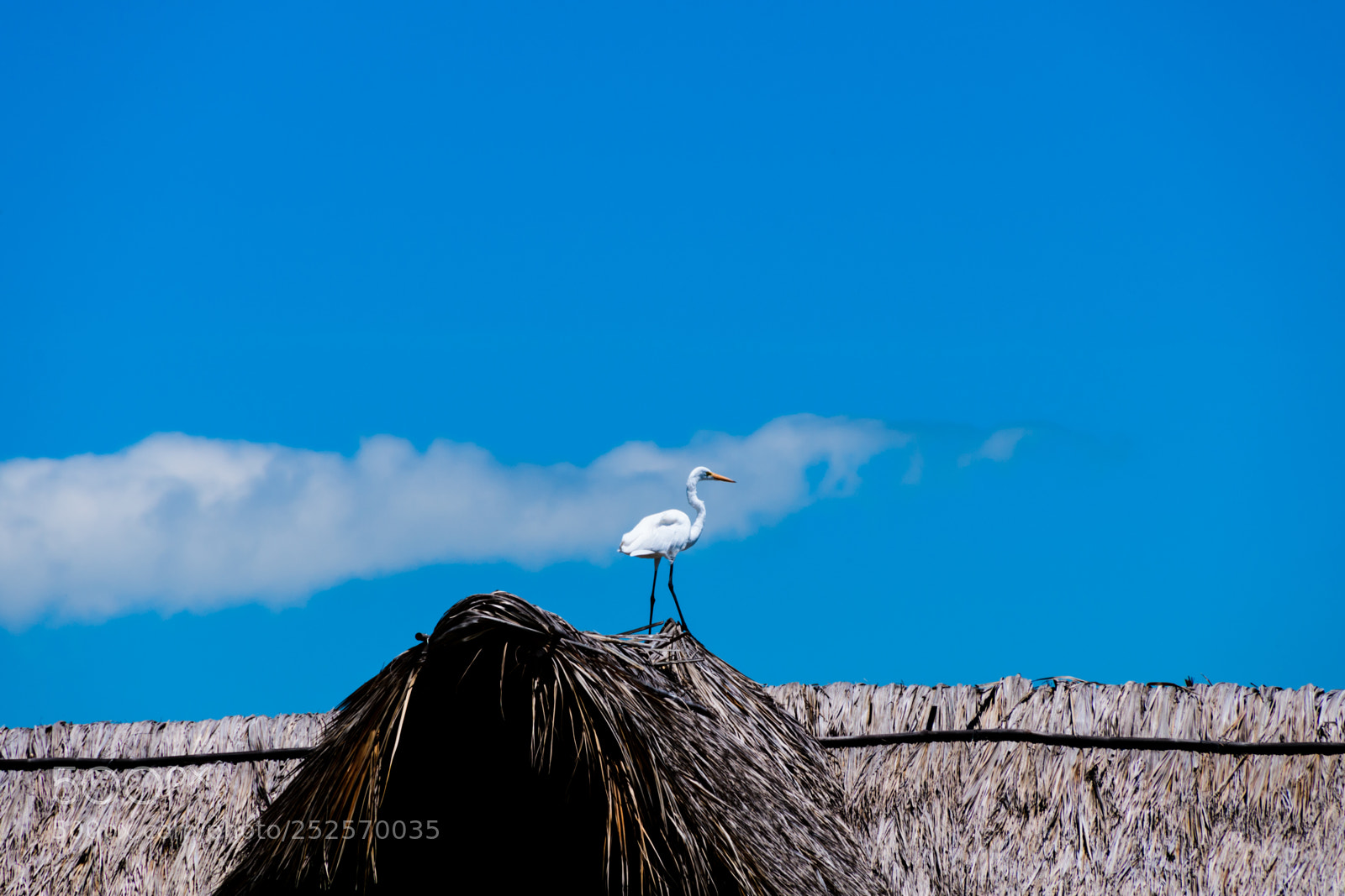 Nikon D7500 sample photo. White heron photography