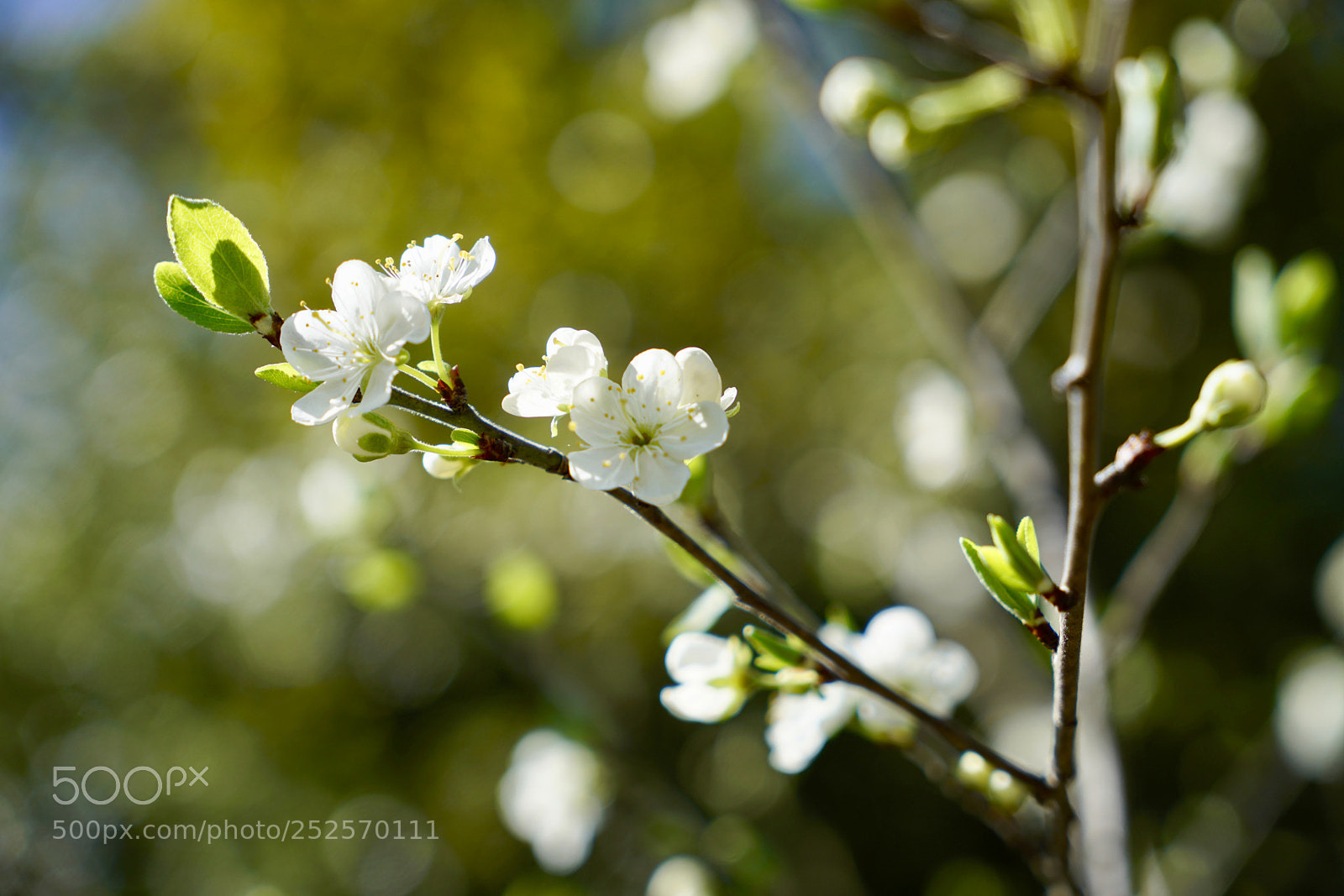 Sony a7R II sample photo. Plum flowers photography