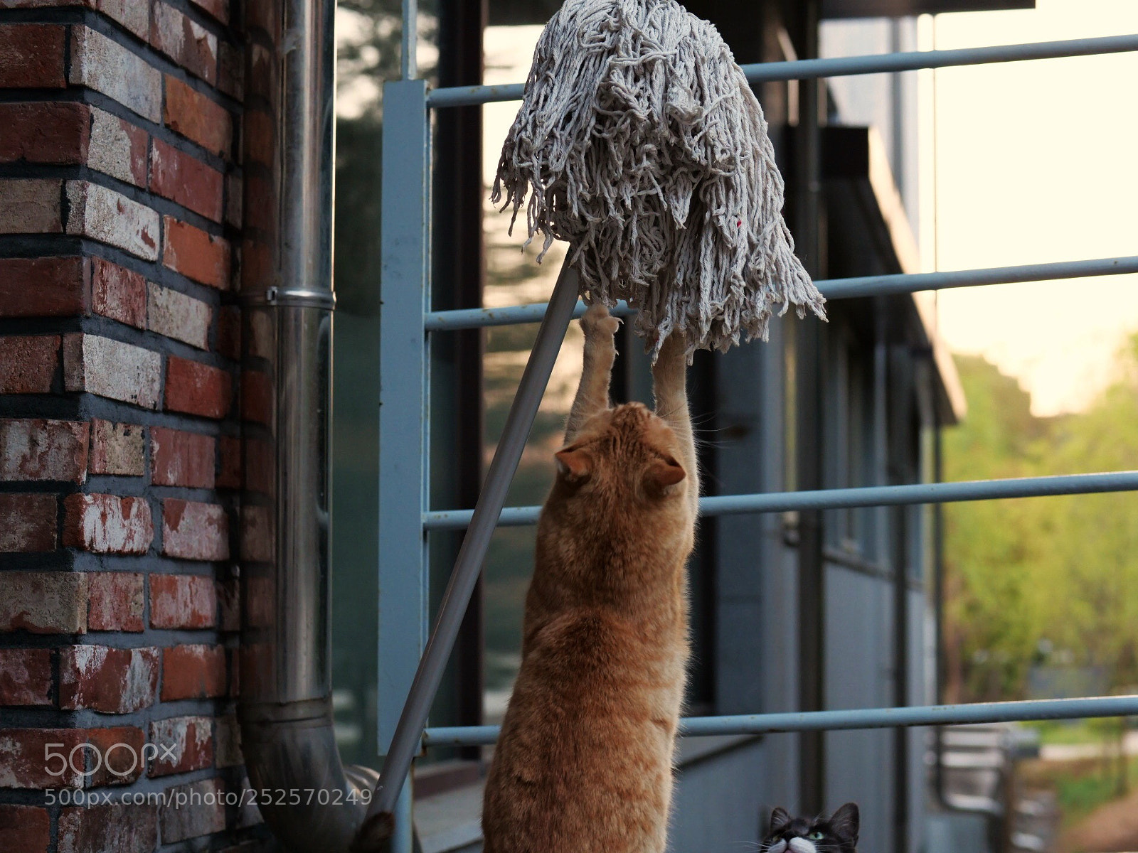 Panasonic Lumix DC-G9 sample photo. 대걸레와 고양이 두 마리 photography