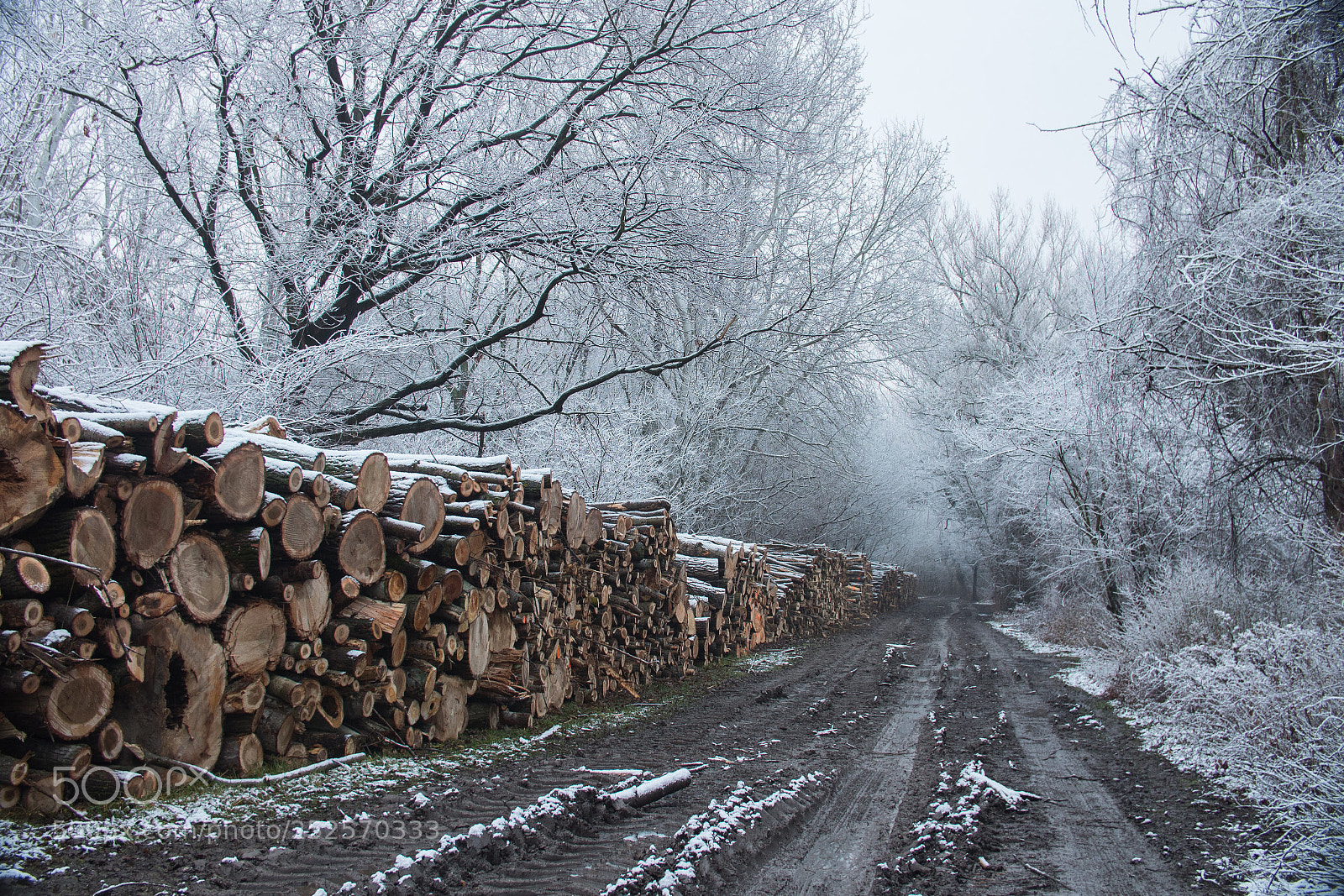 Panasonic Lumix DC-GH5 sample photo. Snowy logpiles photography
