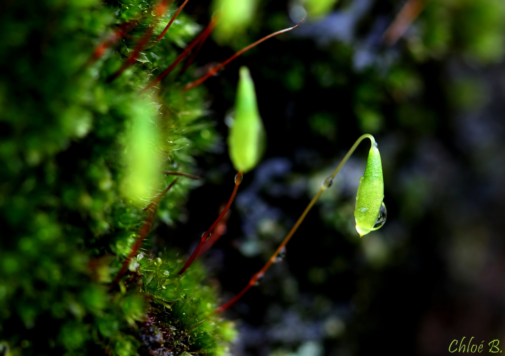 Canon EF 100mm F2.8 Macro USM sample photo. Small green world photography