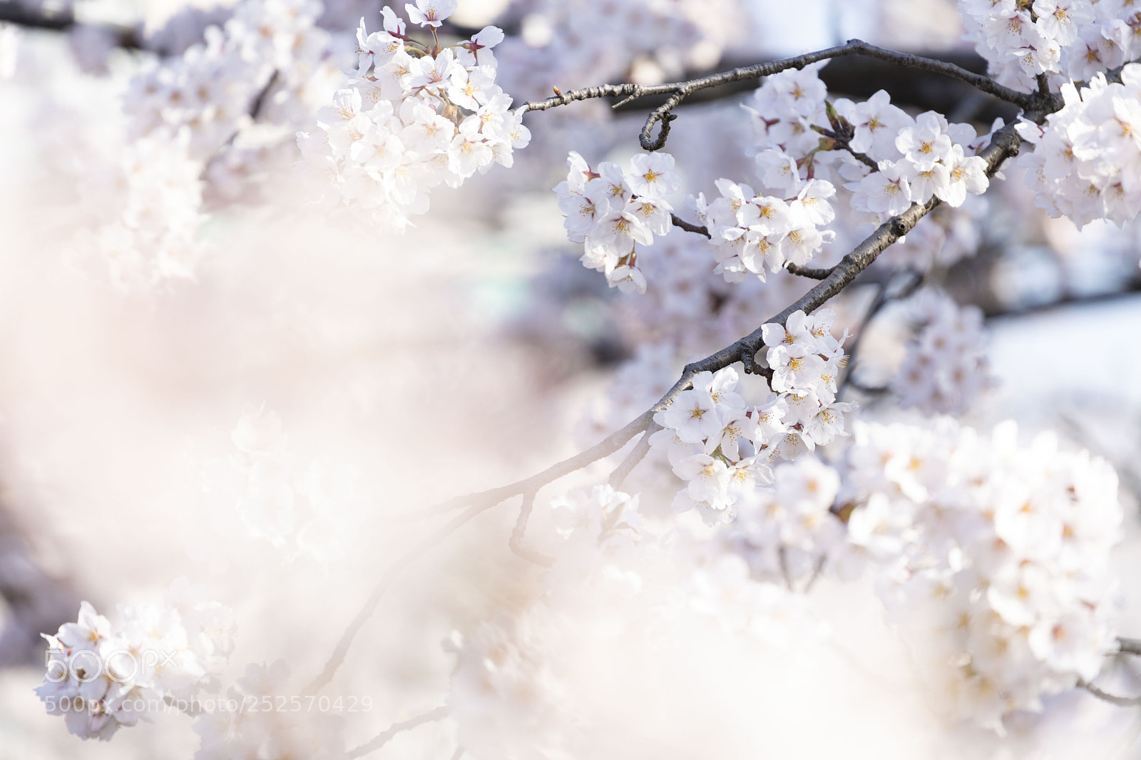 Canon EOS 5D Mark IV sample photo. きらきら photography