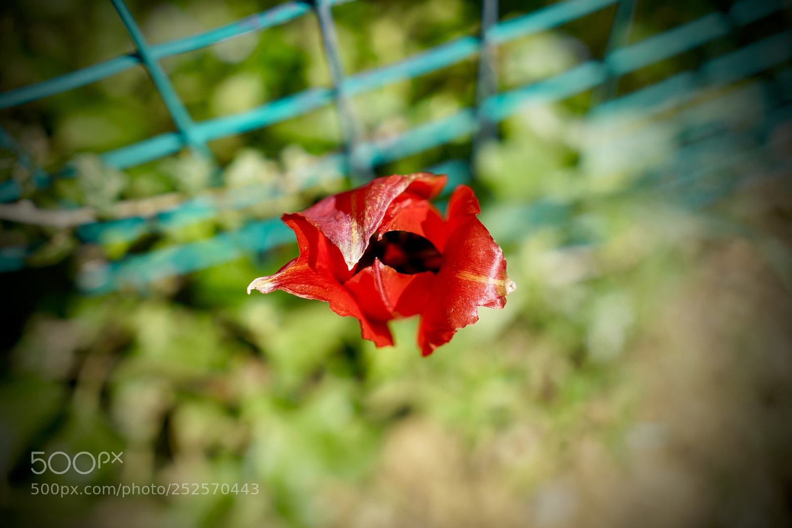 Sony a7R II sample photo. Red tulip photography