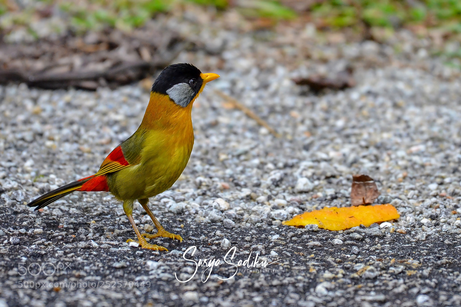 Nikon D7000 sample photo. I was so beautiful photography