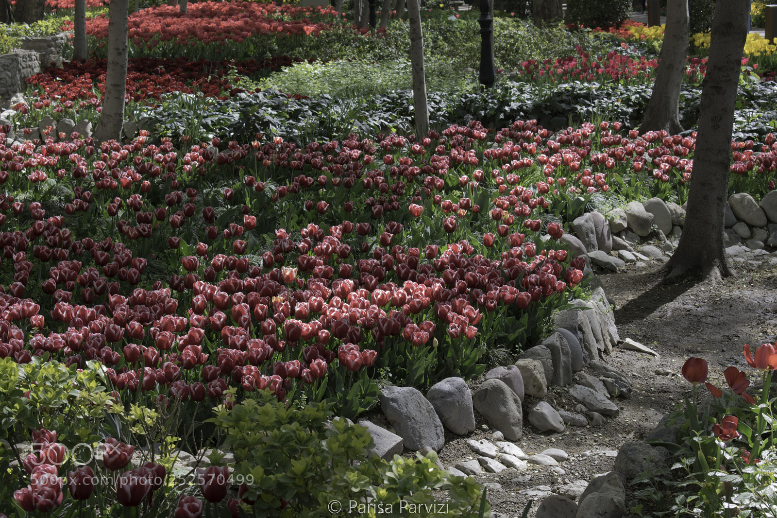 Nikon D5500 sample photo. Iranian garden photography