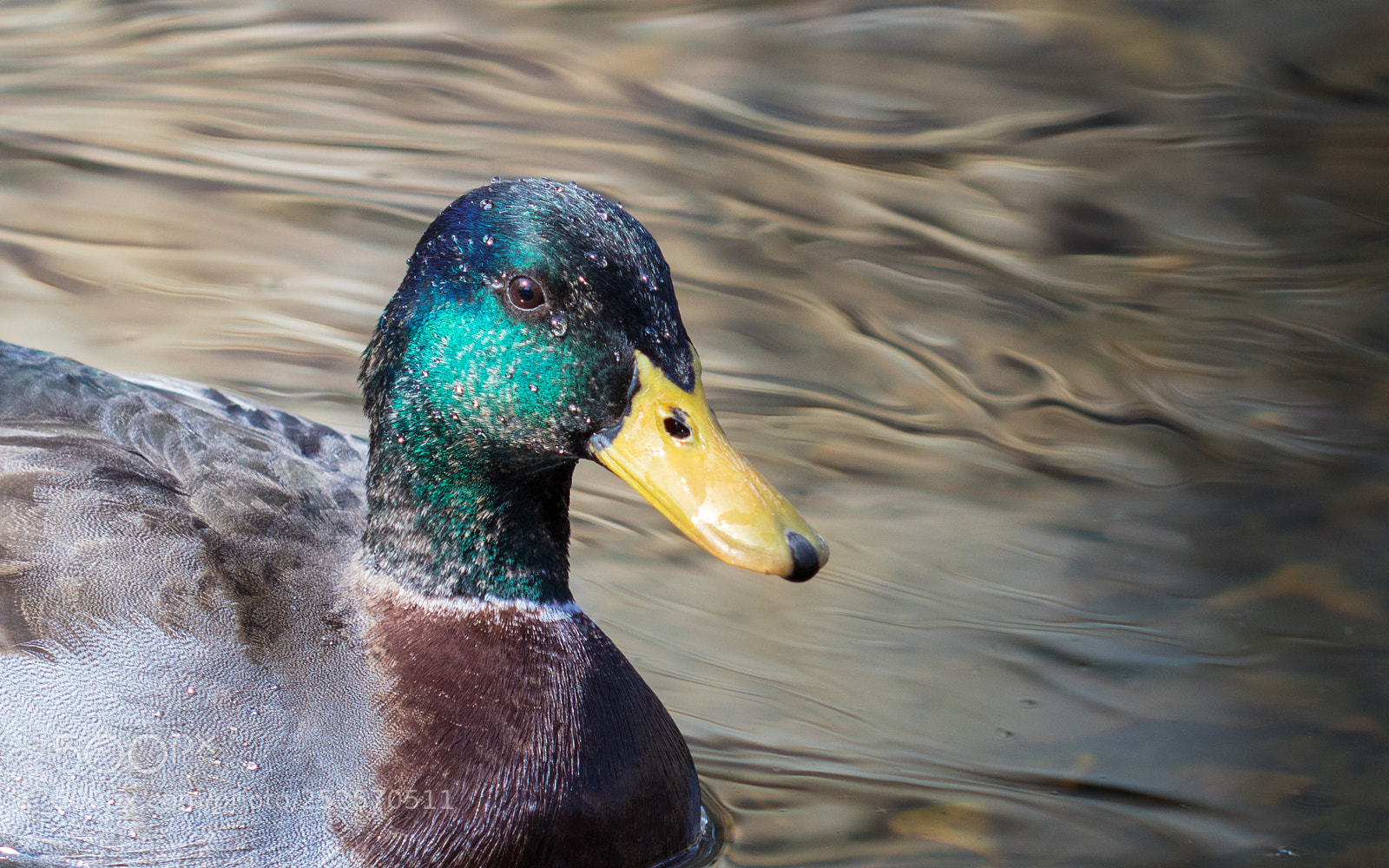 Canon EOS 80D sample photo. Duck photography