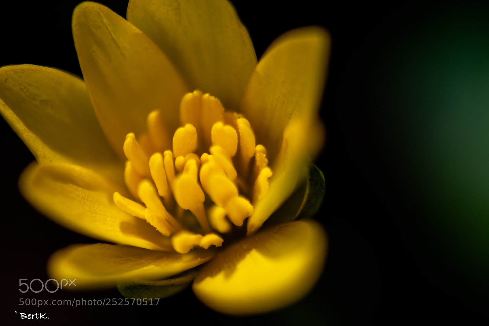 Nikon D500 sample photo. Buttercup  photography