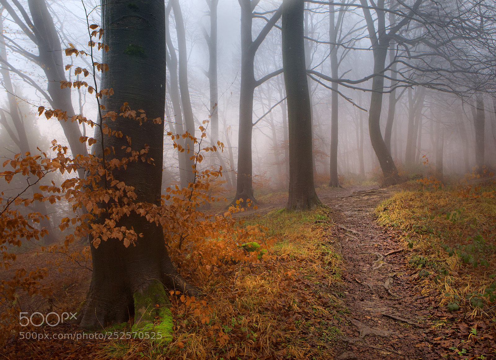 Canon EOS 5D Mark II sample photo. Into the misty wood photography